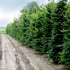 Groene beukenhaag